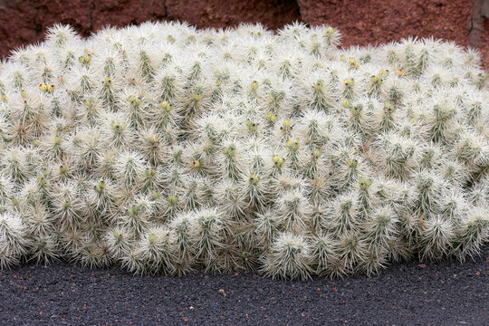 Cylindropuntia tunicata, Kakteengew&auml;chs, Mexiko