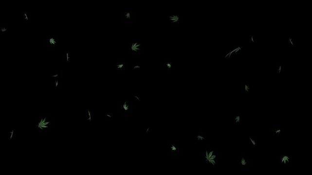 Marijuana leaf floating and falling in the air blown by wind on transparent background
