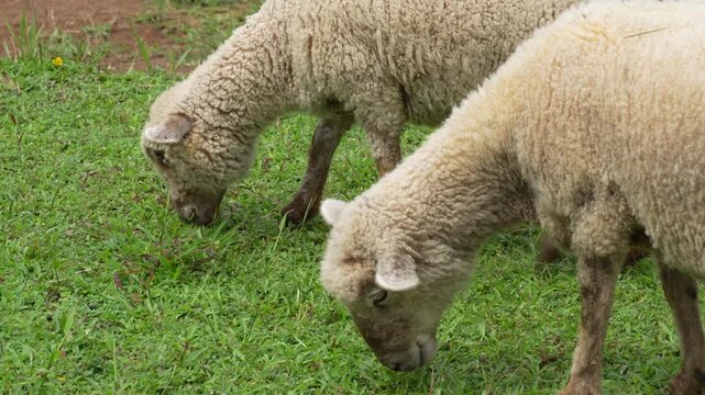 Two fluffy sheep graze peacefully on a bright green lawn, enclosed by a simple white fence on a farm.