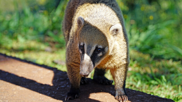 South American Coati (Nasua Nasua)