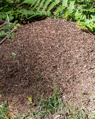 Ant mound in the forest under sunlight with green ferns nearby during daytime