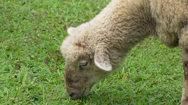 A fluffy, light-colored sheep is shown in a close-up, its head down as it grazes on a patch of lush green grass.