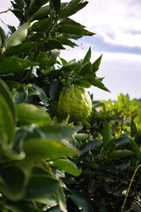 木になる新鮮な緑の鬼ゆず
