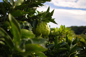 木になる新鮮な緑の鬼ゆず