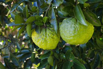 木になる新鮮な緑の鬼ゆず