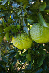 木になる新鮮な緑の鬼ゆず