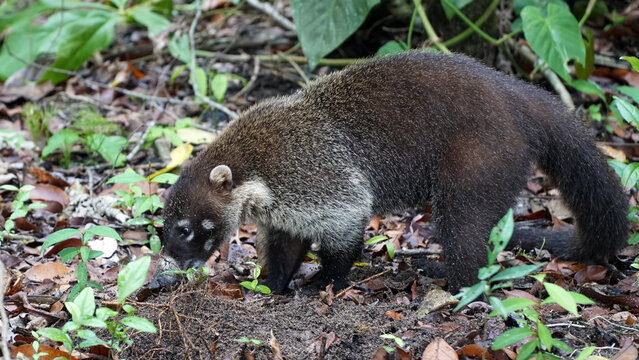 The White Nosed Coati (Nasua Narica)