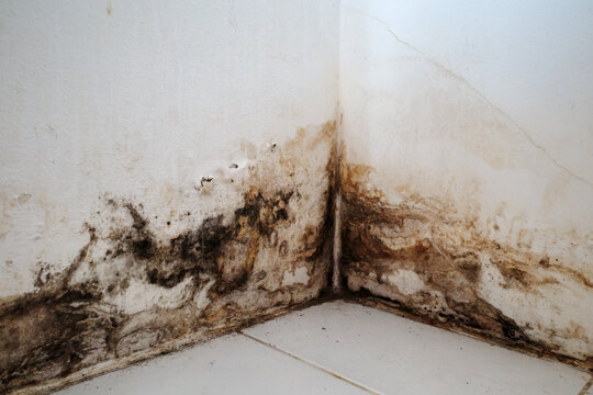 Detail of a dirty room corner showing the effects of moisture and leakage. The white plaster walls are covered in damp yellow stains, bubbling paint, and hazardous black mold growth.