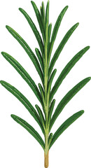 Obraz premium Rosemary Sprig Isolated on White Background herb spice
