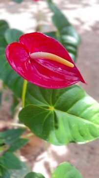 Close Up High quality Anthurium Flower Video with Glossy Red Spathe and Green Leaves.
