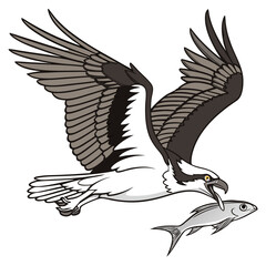 Obraz premium Osprey catching fish in flight bird flying