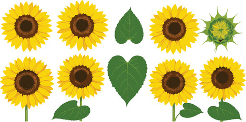 Sunflower vector illustration set with yellow blooming flowers, green leaves and seed head elements isolated on white background for floral and nature design