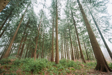 Tall spruce trees in a misty evergreen forest in winter. Wide angle view, desaturated colors, no people