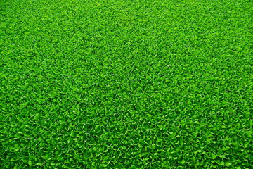 Fototapeta premium green grass background