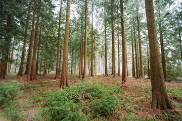 Tall spruce trees in a misty evergreen forest in winter. Wide angle view, desaturated colors, no people