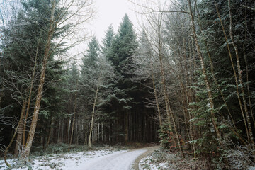 Empty snowy footpath in a evergreen forest. Wide angle view, desaturated colors, no people