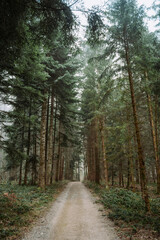 Straight, empty footpath in a tall pine tree forest in the winter. Wide angle view, desaturated colors, no people