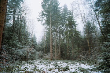 Winter forest landscape with tall spruce trees and light snow cover. Wide angle, looking up view, no people, desaturated colors