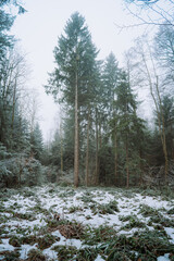 Winter forest landscape with tall spruce trees and light snow cover. Wide angle, looking up view, no people, desaturated colors