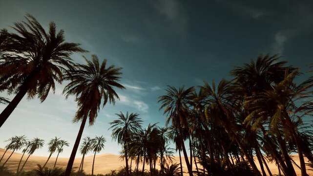 golden hour palms with glowing sun, backlit fronds casting long shadows over dunes, warm amber tone, meditative mood ideal for music video or storyboard scenes