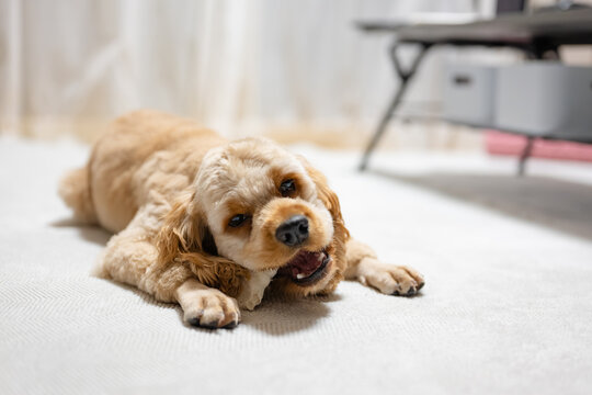 歯磨きガムを食べる犬