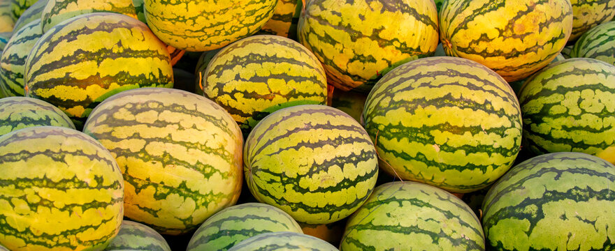Juicy Asian watermelons. A large pile of ripe watermelons lies in a field in the sunset light. A close-up of many watermelons.