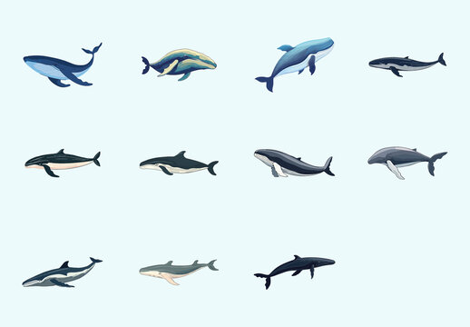 Humpback Ocean Animal Marine Illustrations Set