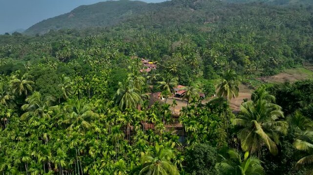 Aerial drone view of lush green forest and hills with a flowing river cutting through dense tropical forest, showcasing untouched wilderness, natural landscape, and peaceful environment in konkan