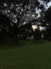 trees in the park
