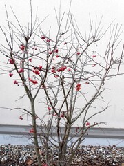 Crabapple tree (ornamental apple, Malus species)
