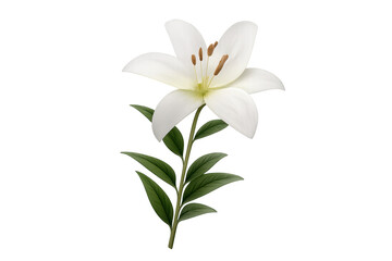 Obraz premium White lily flower with green stem leaves