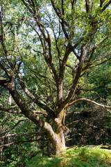 Fototapeta premium Ancient oak tree growing in lush green forest