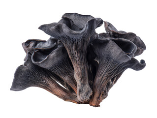 Dark and mysterious mushrooms ready for the cooking Isolated Transparent Background, PNG
