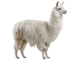 A majestic llama standing tall with its head held high, showcasing its soft, white fleece Isolated Transparent Background, PNG