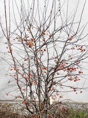 Persimmon tree (likely Asian persimmon, Diospyros kaki)
