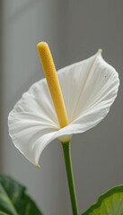 Elegant white calla lily flower in soft natural light