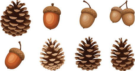 Pine cone and acorn collection vector illustration set featuring forest seeds and autumn nature elements for seasonal and botanical design projects