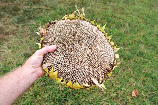 Sunflower seed head being harvested and held by hand of caucasian male.