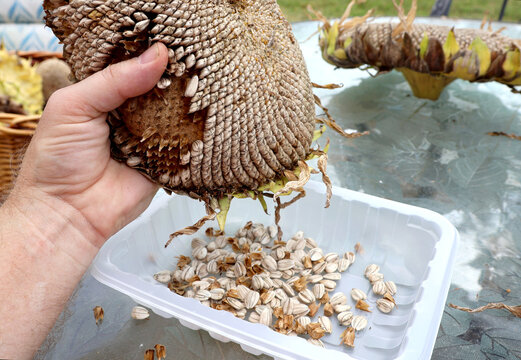 Hand holding funflower seed head and harvesting seeds.