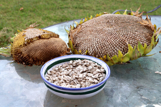 Harvested sunflower seeds in a bowl with seed heads in background
