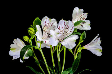 White Alstroemeria Flowers with Purple Streaks on Solid Black Background