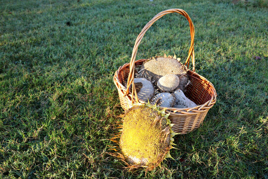 Sunflower seed harvest in wicker basket from a small family farm.