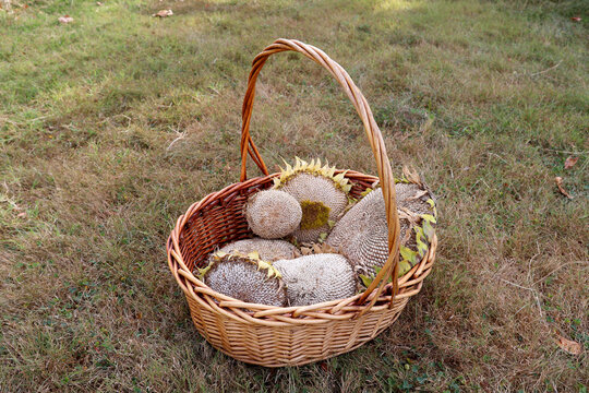 Sunflower seed head harvest from backyard garden in a wicker basket on grass.