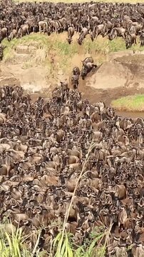 Wildebeest great migration crossing the Mara river