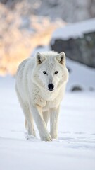 Naklejka premium A majestic white canine walks forward on snowy terrain. Golden light from the background shines softly