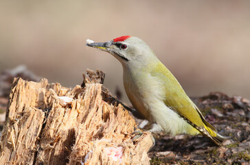 A male grey-headed woodpecker (Picus canus) is photographed close-up on a tree trunk and near a log.