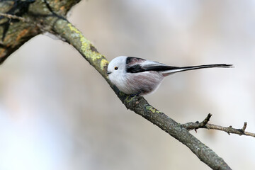 Fototapeta premium An adult long-tailed tit (Aegithalos caudatus) perched on a large tree branch against a blurred background