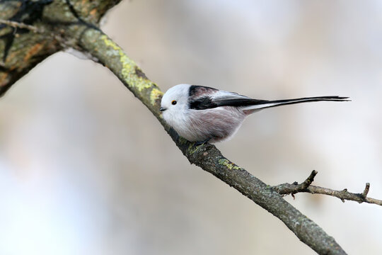 An adult long-tailed tit (Aegithalos caudatus) perched on a large tree branch against a blurred background