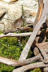 Obraz premium Ring-tailed lemur sitting on a wooden branch. Wildlife photography of Lemur catta with long striped tail in a sunny natural habitat, Madagascar primate and animal care concept.