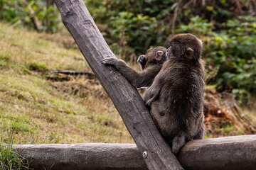 Obraz premium Two monkeys climbing and playing on a wooden log. Wildlife photography of macaques in a forest habitat, concept of animal curiosity, social interaction and nature exploration.